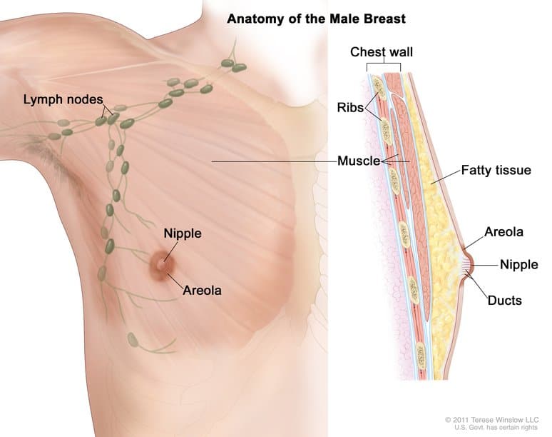 An illustration from an informational text that outlines the anatomy of the male breast.